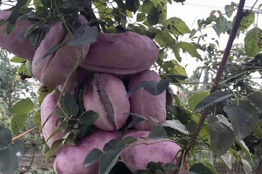 八月瓜深加工生產(chǎn)線