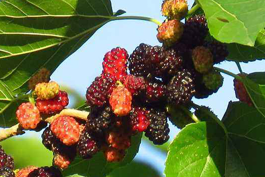 桑葚深加工生產(chǎn)線