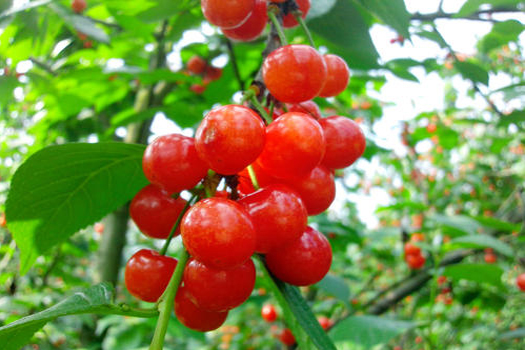 櫻桃深加工生產(chǎn)線