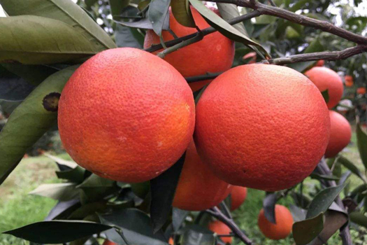 血橙深加工生產(chǎn)線