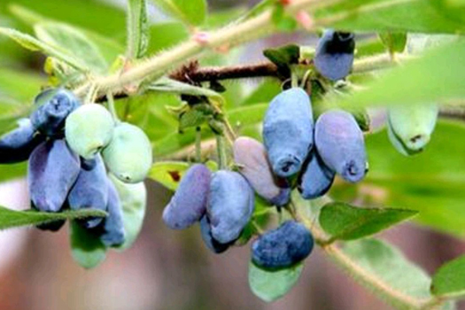 藍(lán)錠果深加工生產(chǎn)線