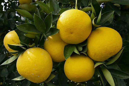 胡柚深加工生產(chǎn)線