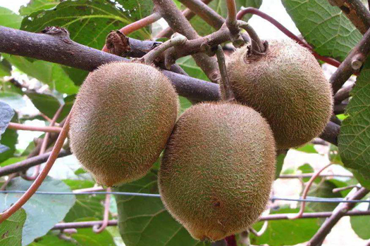 獼猴桃深加工生產(chǎn)線