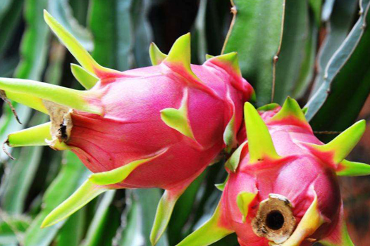 火龍果深加工生產(chǎn)線