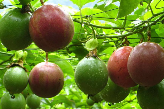 百香果深加工生產(chǎn)線