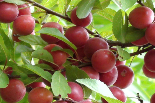 歐李鈣果深加工生產(chǎn)線