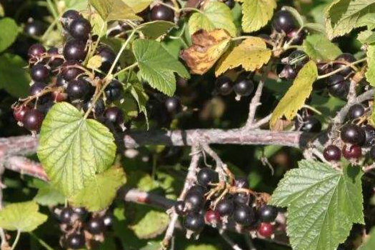 黑加侖深加工生產(chǎn)線