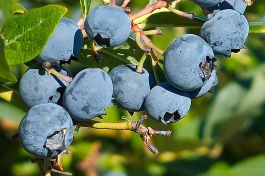 藍(lán)莓深加工生產(chǎn)線