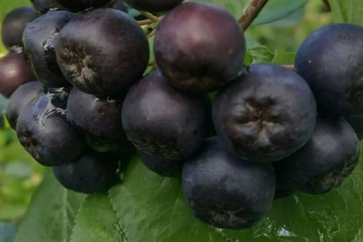 不老莓深加工生產(chǎn)線