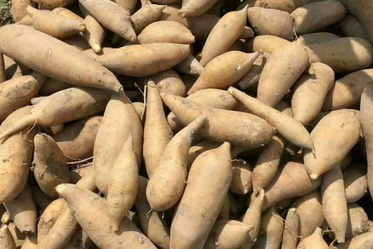 雪蓮果深加工生產(chǎn)線