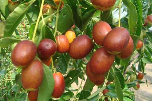 紅棗椰棗深加工生產(chǎn)線