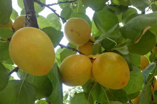 杏李子深加工生產(chǎn)線