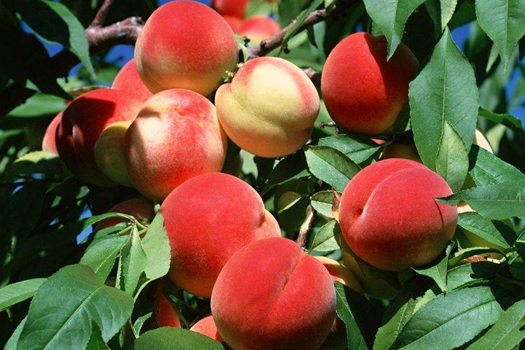 黃桃深加工生產(chǎn)線