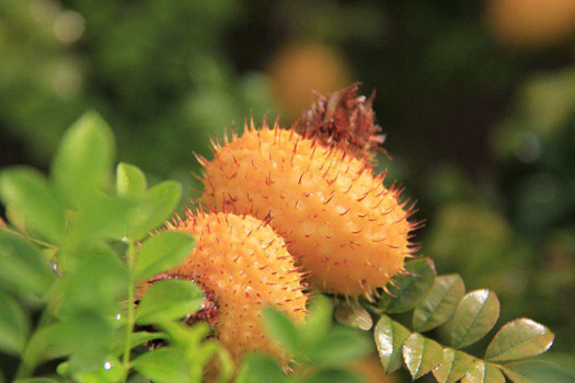 刺梨金刺梨深加工生產(chǎn)線(xiàn)