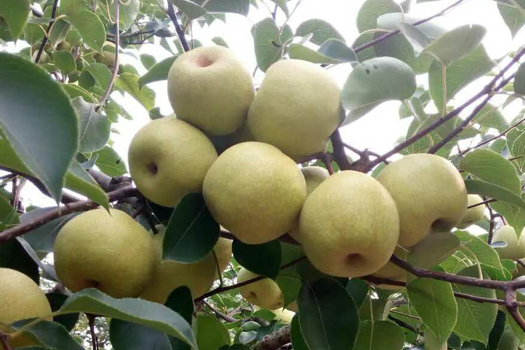 安梨深加工生產(chǎn)線(xiàn)