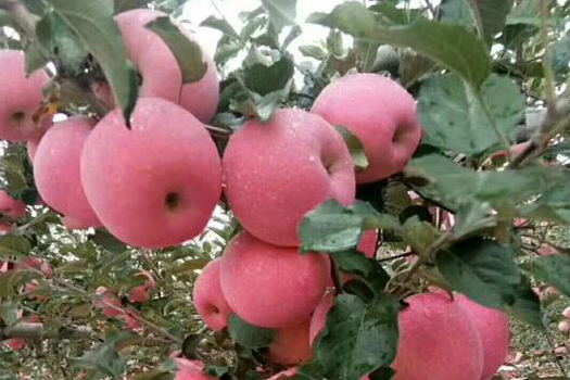 蘋(píng)果深加工生產(chǎn)線(xiàn)