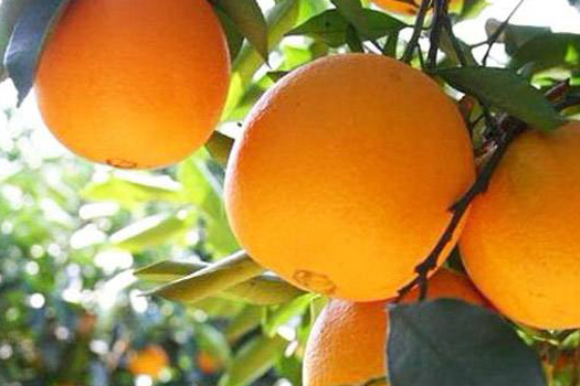 柑橘深加工生產(chǎn)線(xiàn)